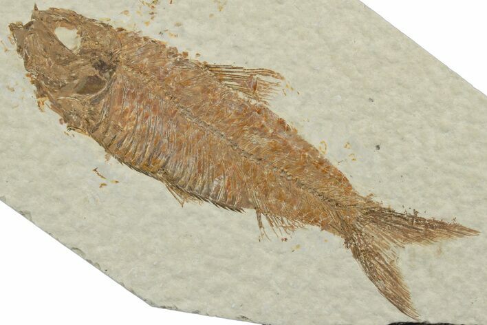 Detailed Fossil Fish (Knightia) - Wyoming #248253